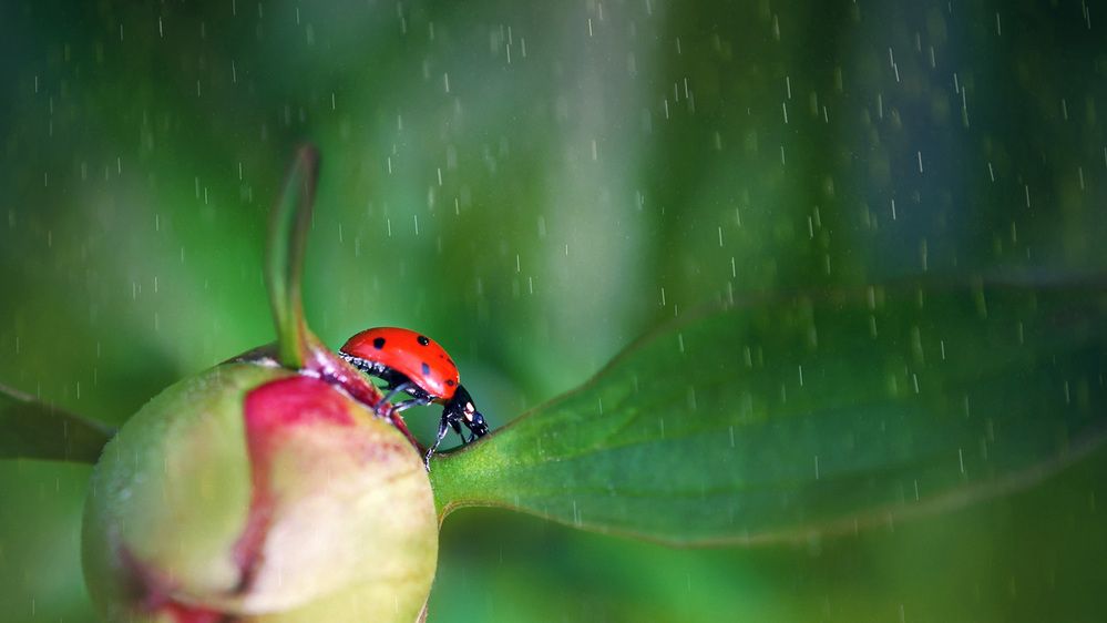 Photograph by Марина Никифорова