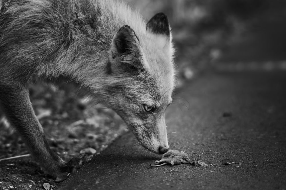 Photograph by Kato Shoya