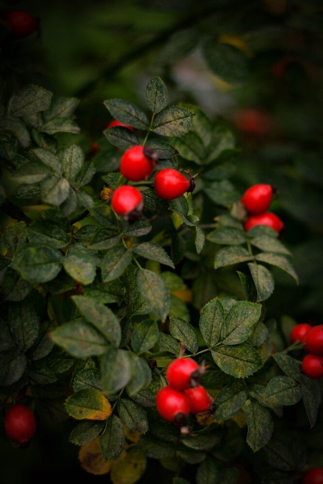 Photograph by Любовь Иванова