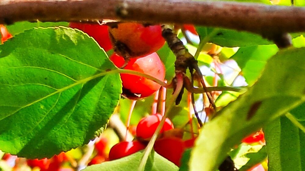 Photograph by Николай Худяков