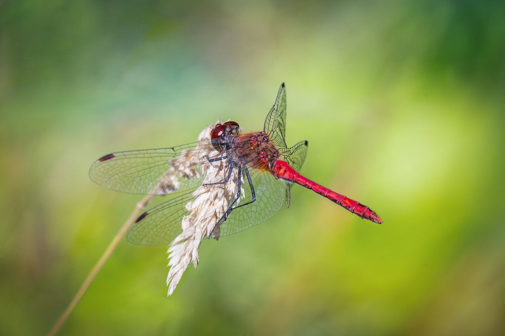 Photograph by Алексеев Сергей