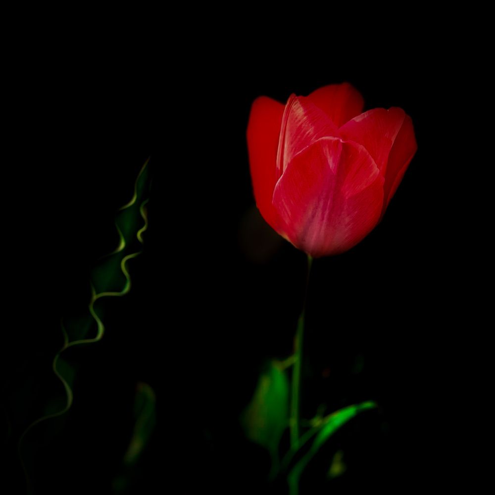 Photograph by _ Hironko_