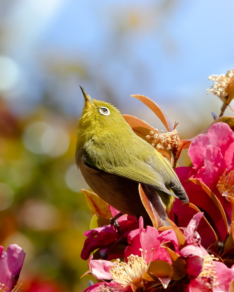 Photograph by KOHAGI