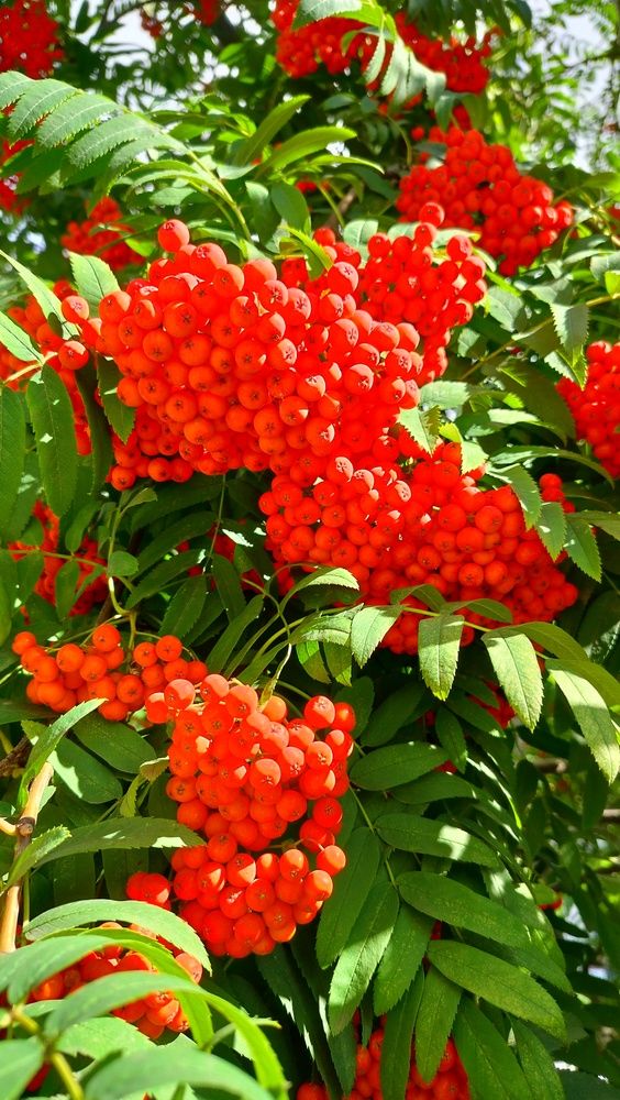 Photograph by Анастасия Горбачева