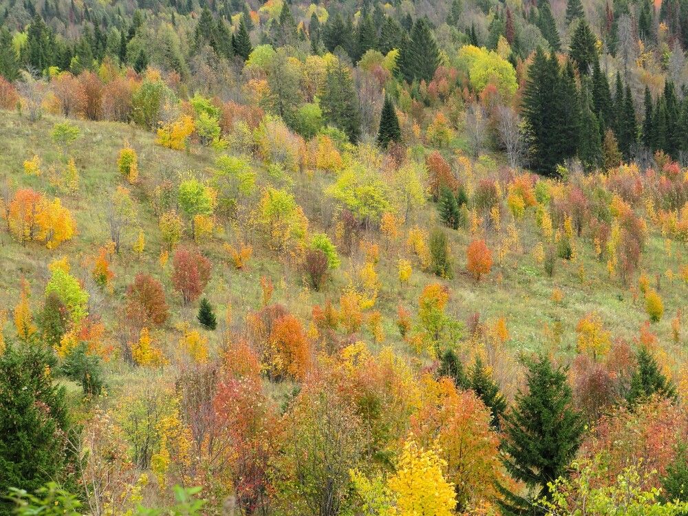 Краски осени