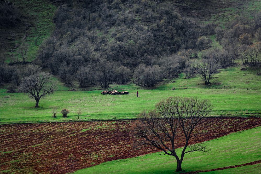 Photograph by Aref fathi