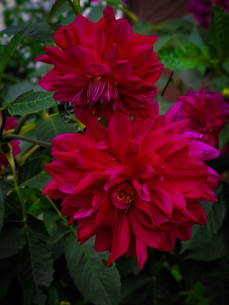 Photograph by Олега Тор