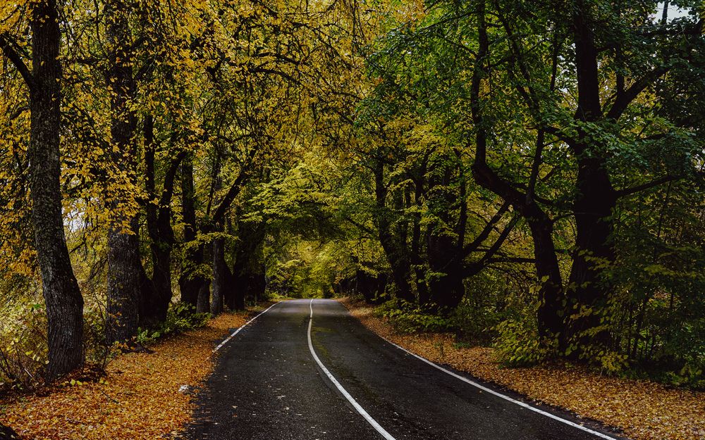 Дорога в осень