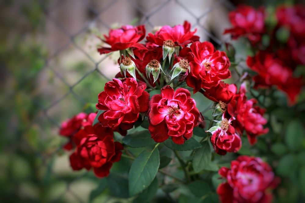 Photograph by AlexaL