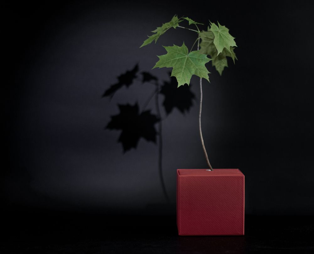 Photograph by Светлана Тарханова