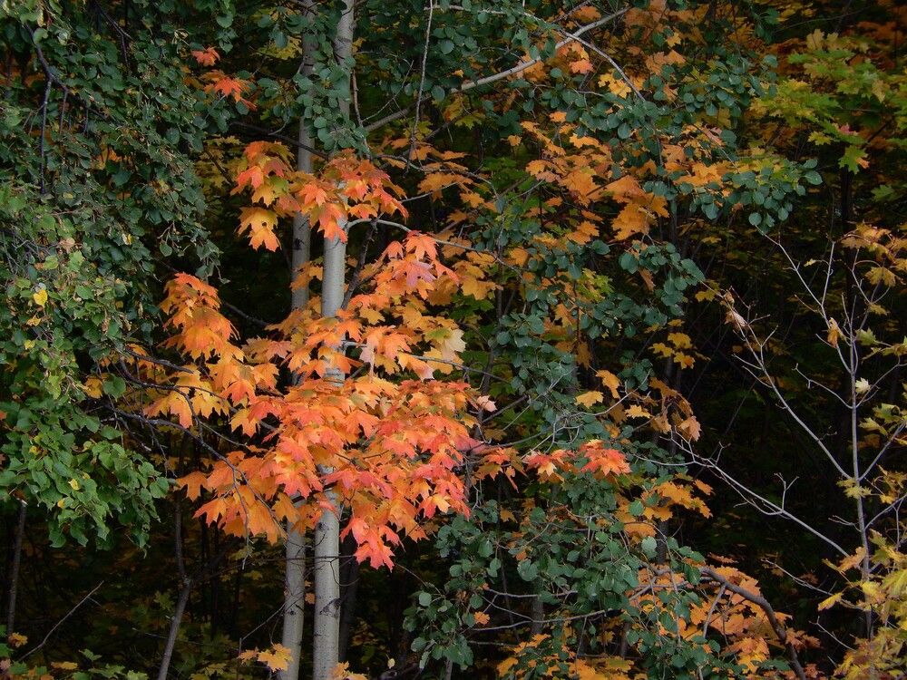 Фотография автора Клавдия Васильева