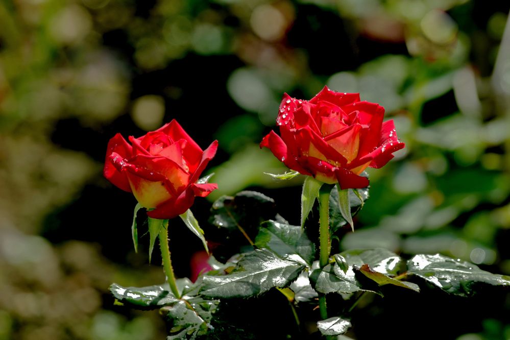 Photograph by Леонид Азаров