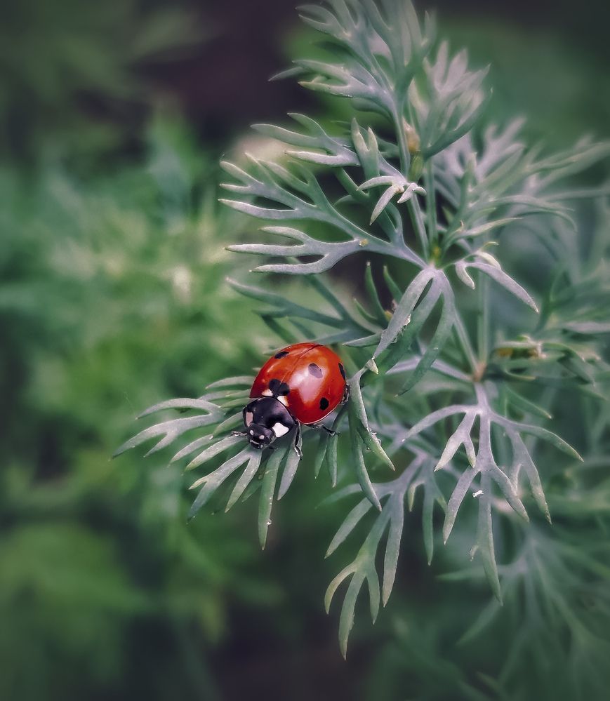 Photograph by Марина Мальцева