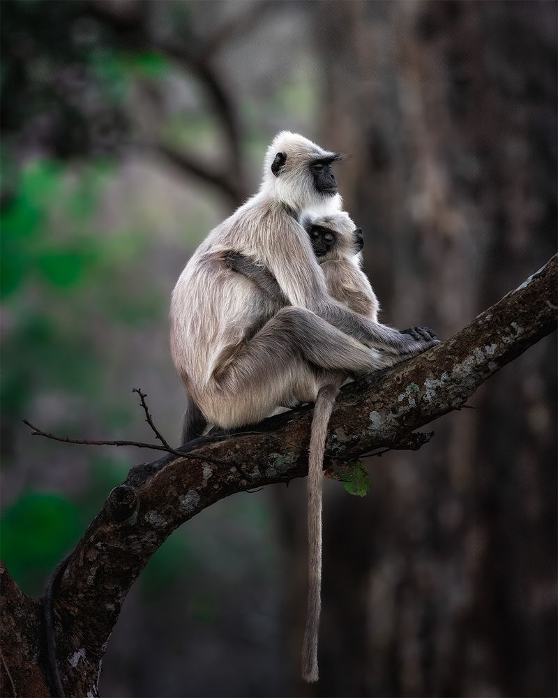 Photograph by ashok manjanath
