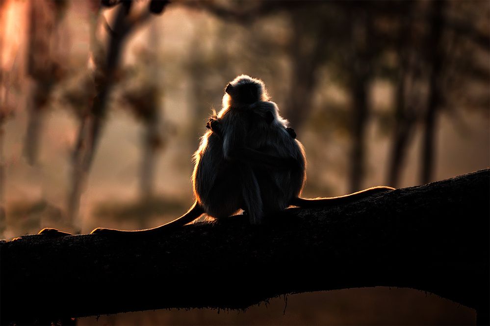 Photograph by ashok manjanath