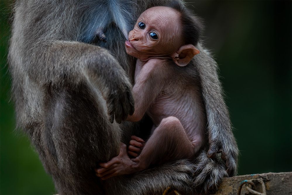 Photograph by ashok manjanath