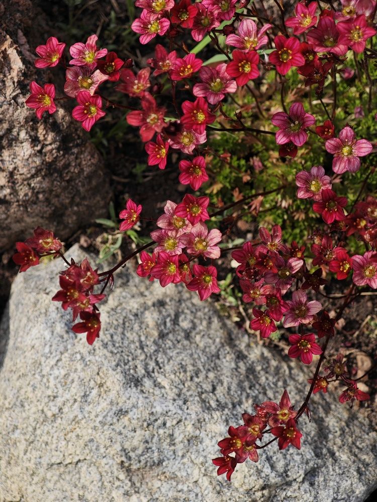 Живое-неживое