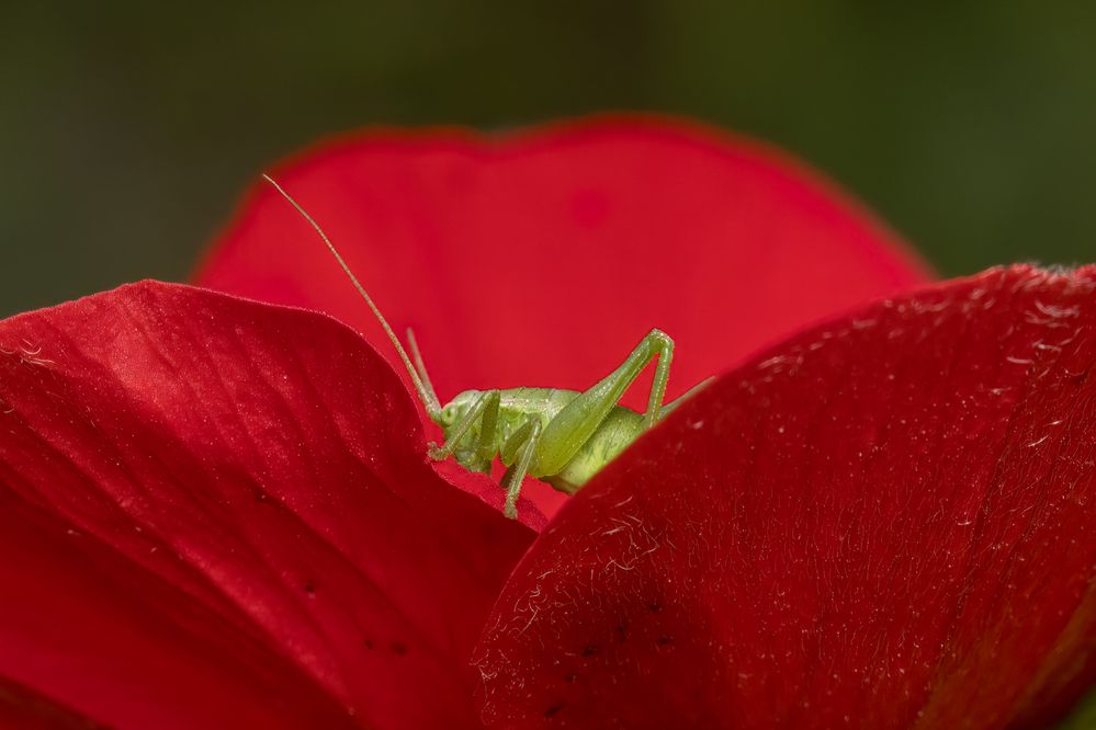 Фотография автора Nikolay Tatarchuk
