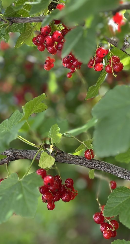 Фотография автора Irina Ginbert