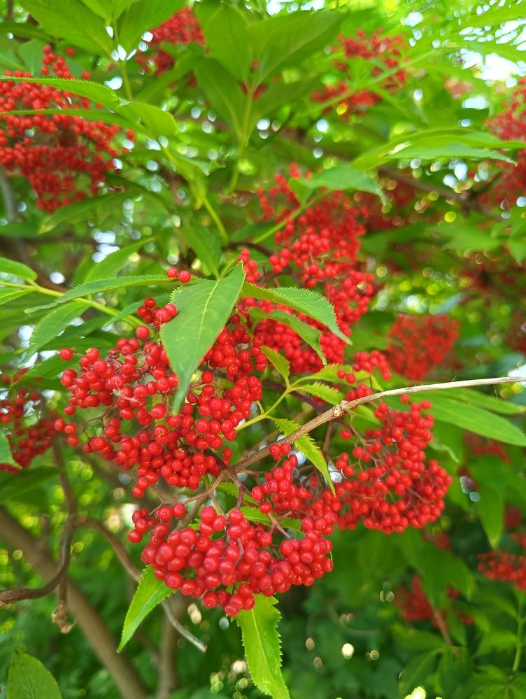 Фотография автора Елена Александрова