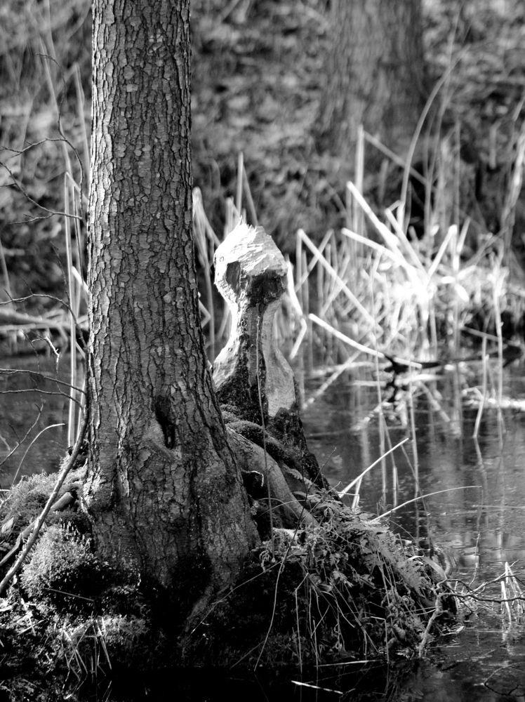 Photograph by Алексей Макаров