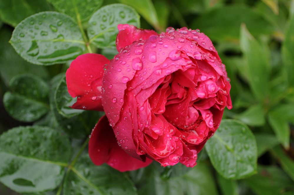 Фотография автора Николай Семенец