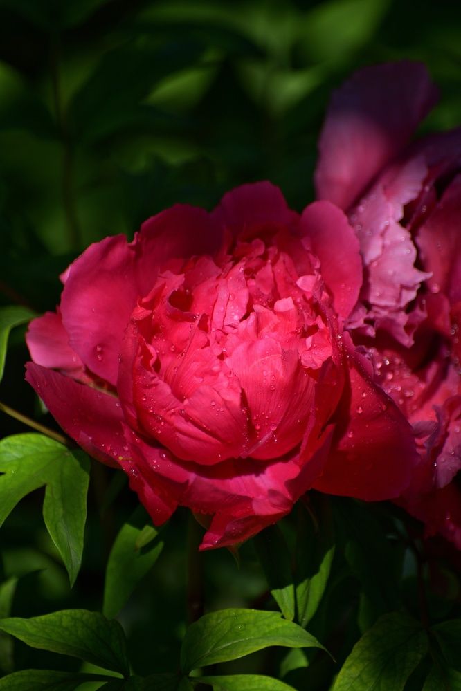 Photograph by Margareth Tikhonova