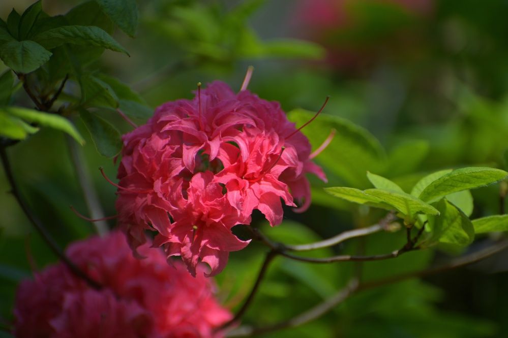 Photograph by Margareth Tikhonova