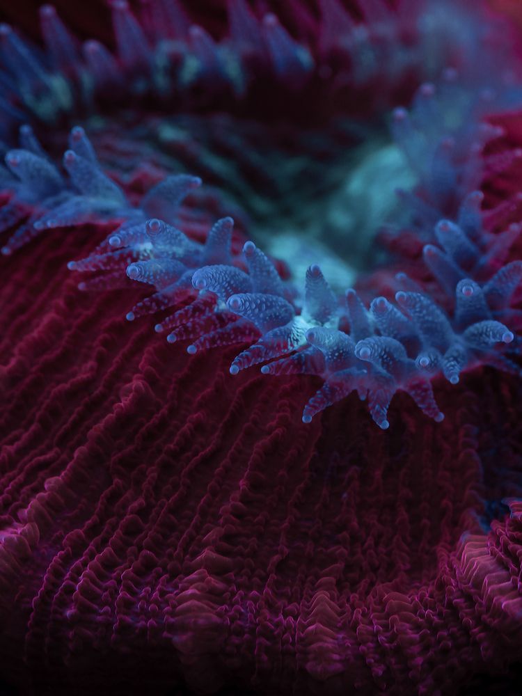 Морские обитатели