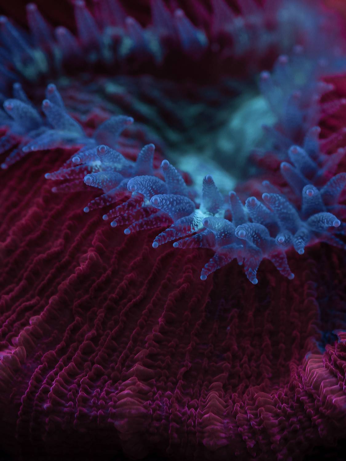 Морские обитатели