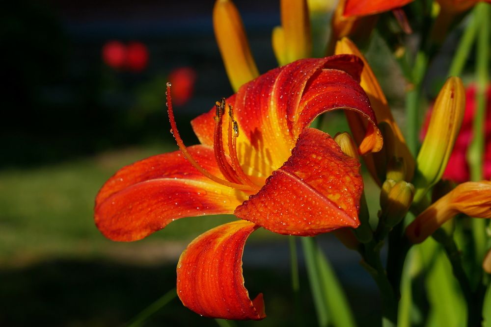 Photograph by Владимир Лобанов