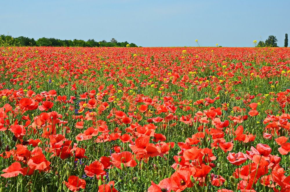 Фотография автора ВЛАДИМИР Тертышник