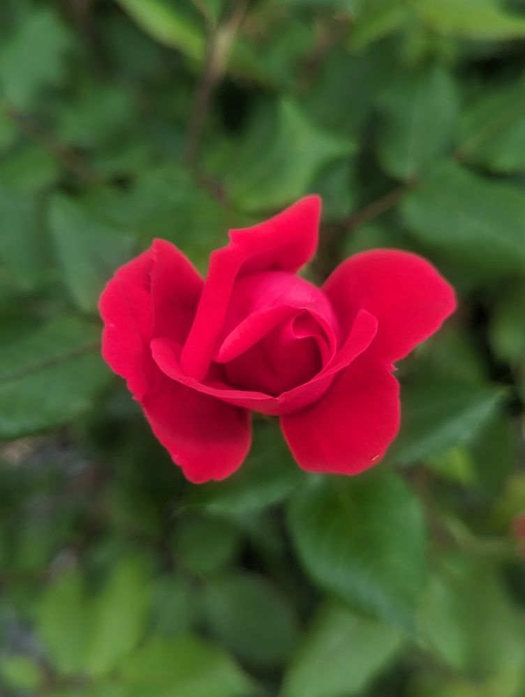 Photograph by Shaila Mahbub