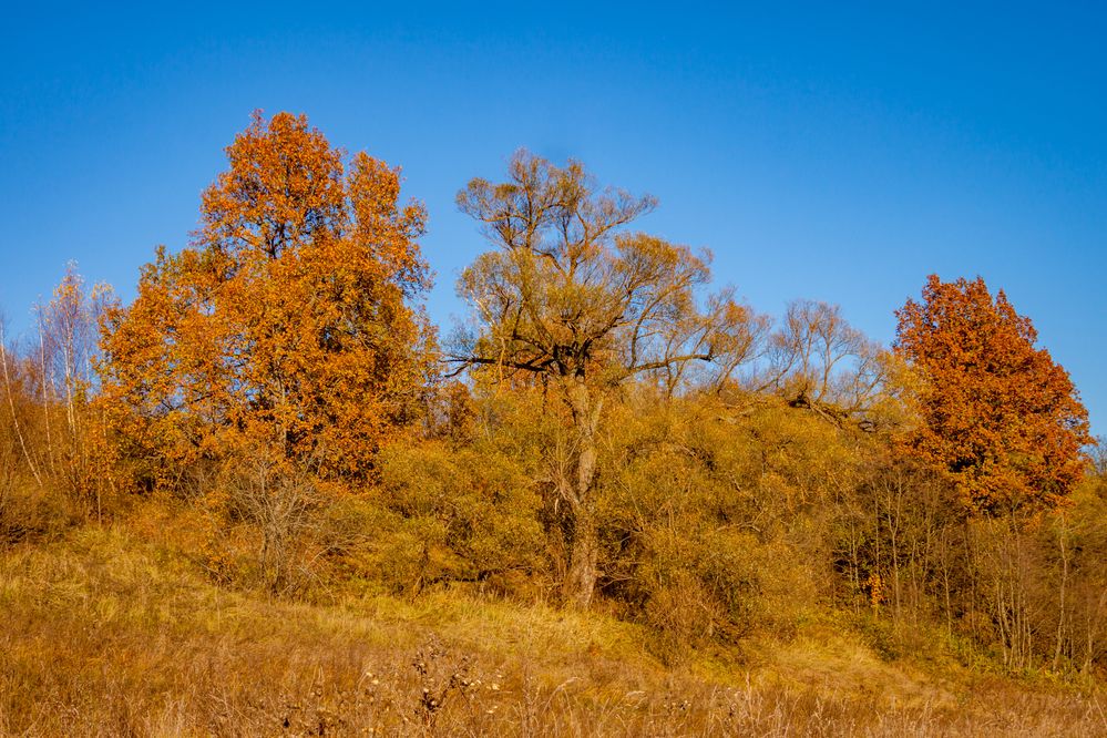Photograph by Ольга Заповедная