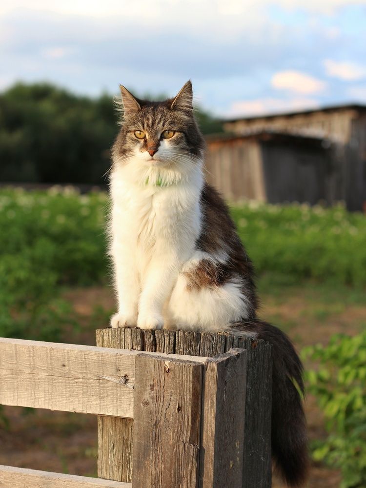 Фотография автора Андрей Шестаков