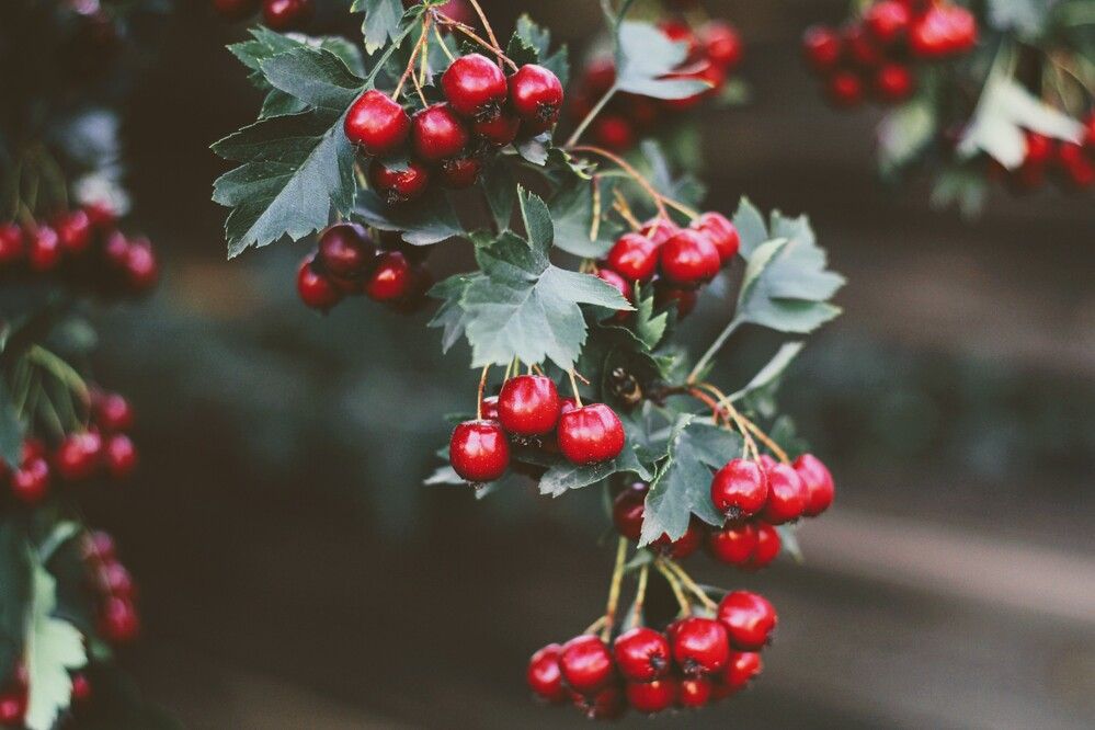 Photograph by Анна Зайченко