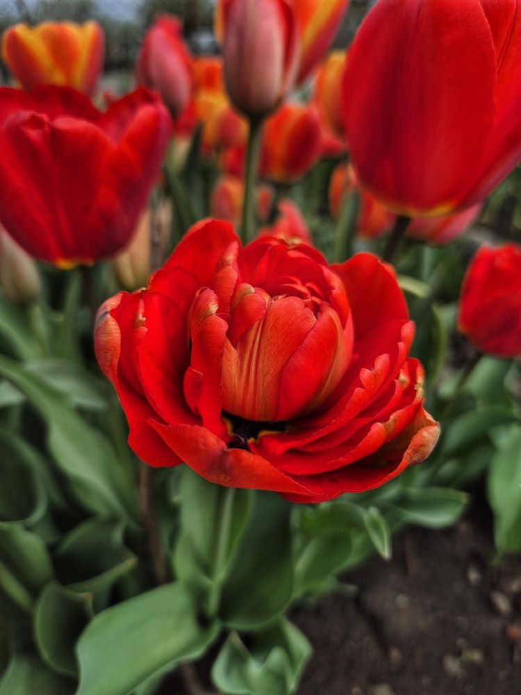 Photograph by Юлия Коробкова