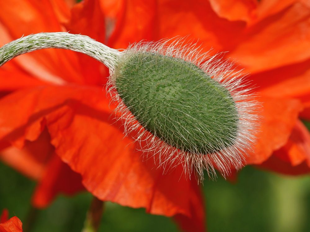 Photograph by Наталья Лобанова