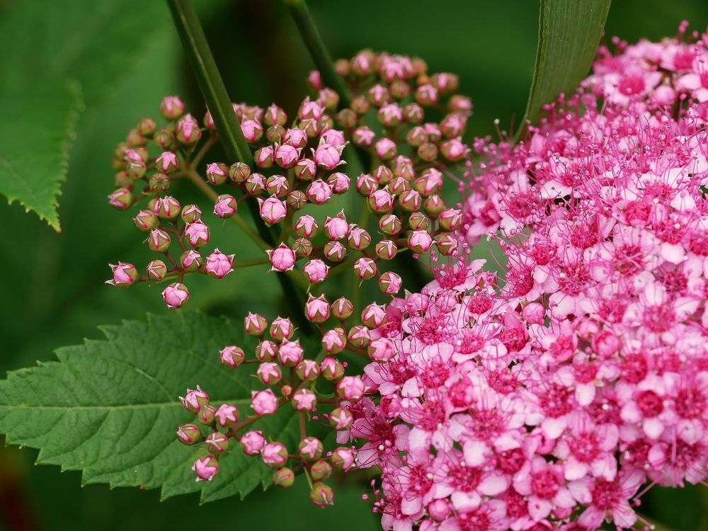 Photograph by Наталья Лобанова