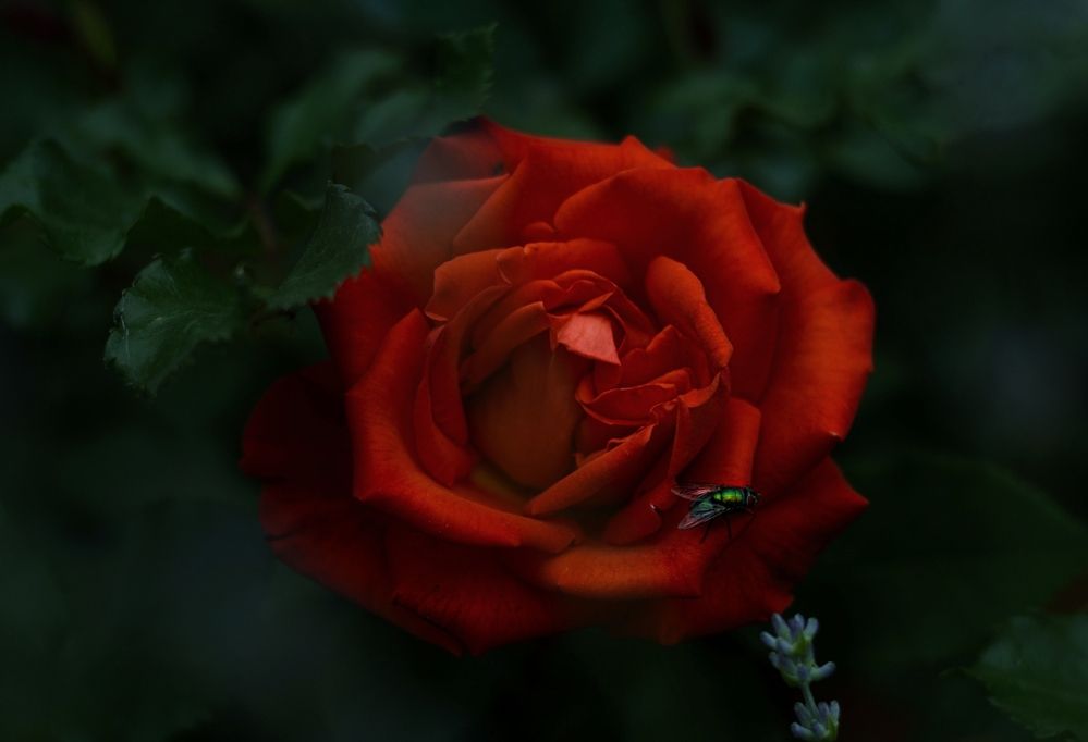 Photograph by Юлия Марфонова