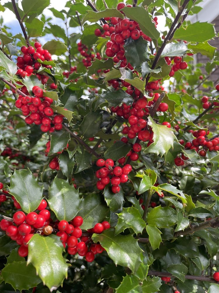 Фотография автора Olga Andriuc