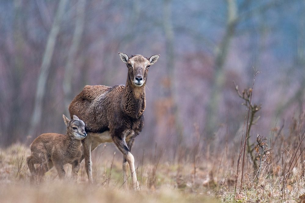 Photograph by Ervin Horesnyik