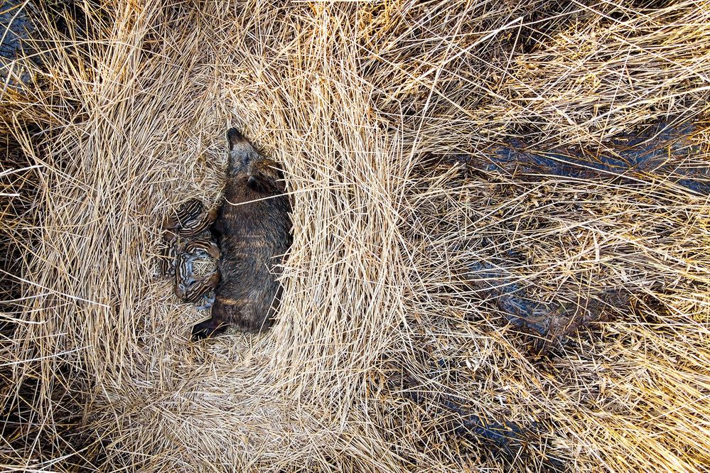 Фотография автора Ervin Horesnyik