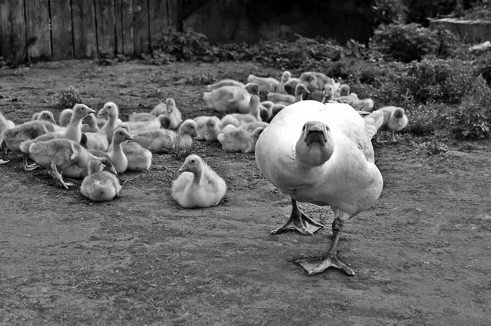 Photograph by Мишустина Татьяна