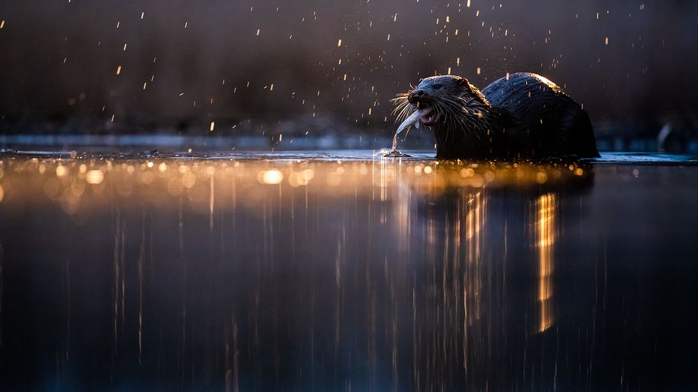 Фотография автора Ervin Horesnyik