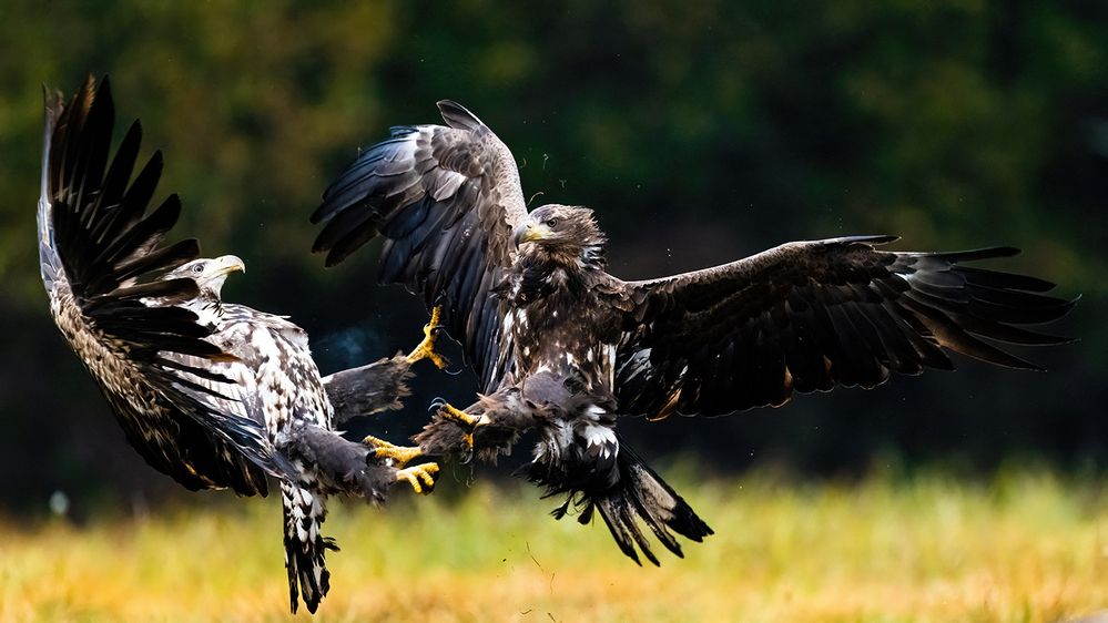 Фотография автора Ervin Horesnyik