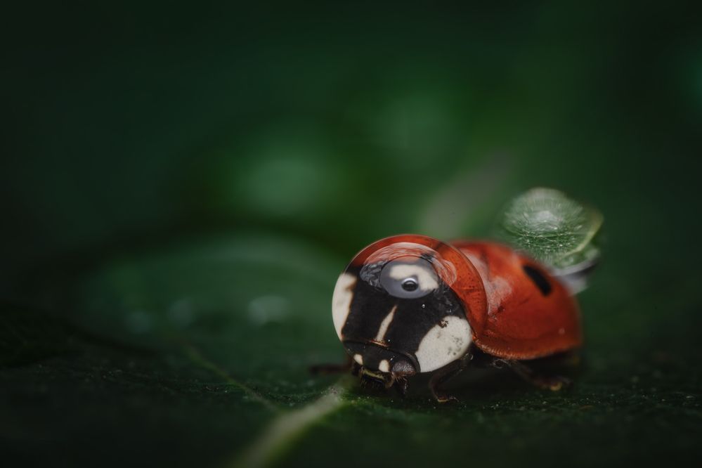 Photograph by Антон Дроздов