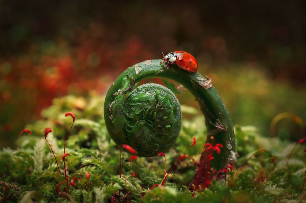 Photograph by Тараненко Анжелика