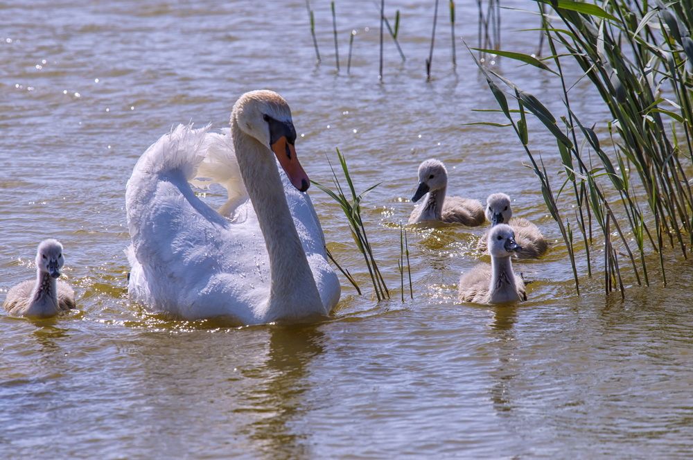 Материнское счастье