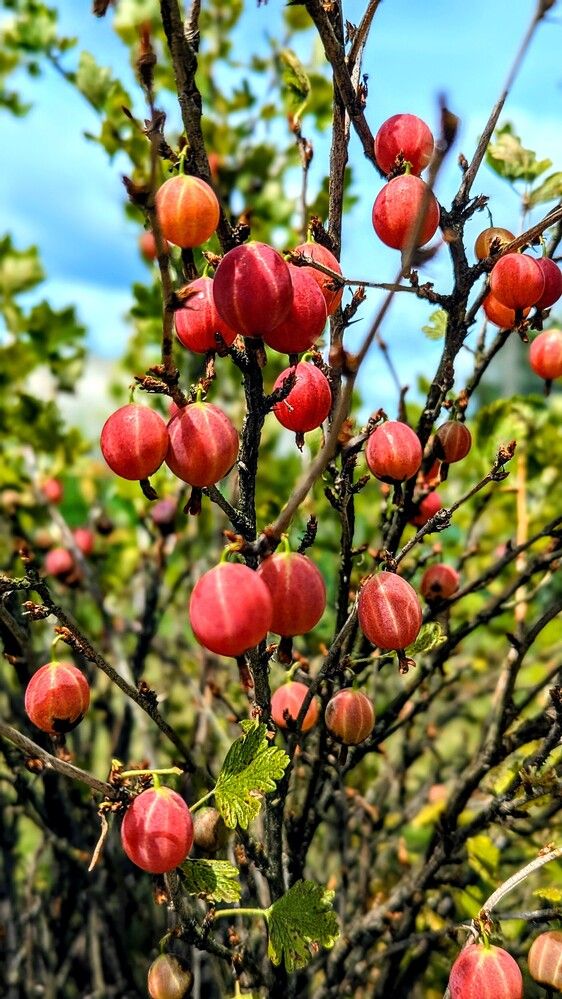 Фотография автора Сергей Коншин